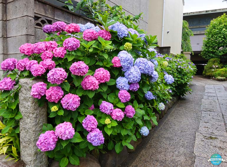 Ajisai in Yanaka Ginza, Tokyo | The Invisible Tourist