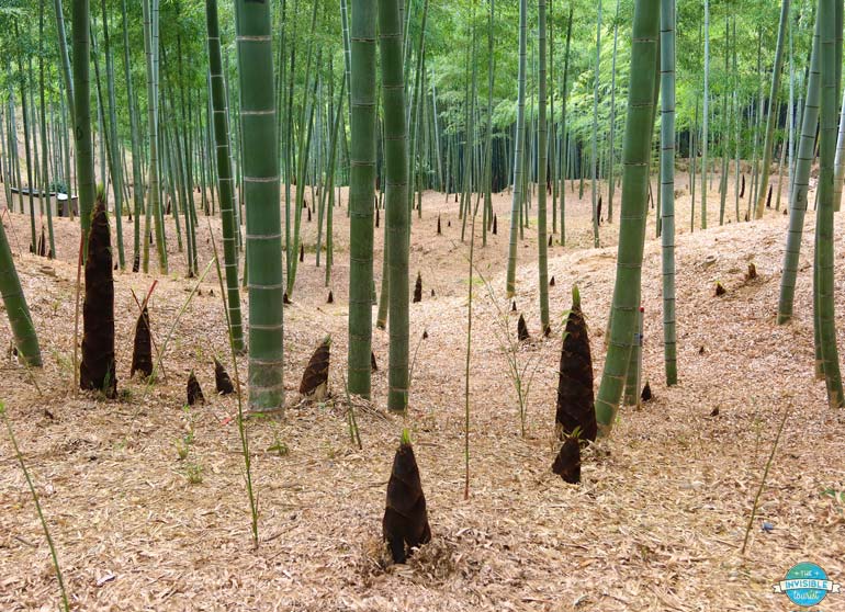 Bamboo Grove near Fushimi Inari Japan
