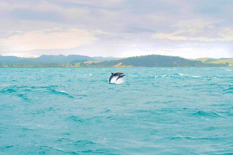 Dolphins in the bay of Islands, New Zealand North Island