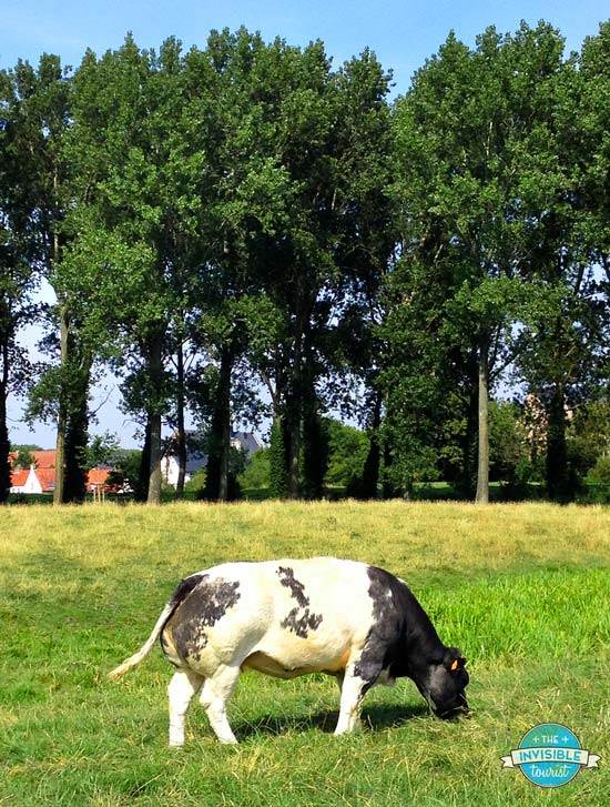 Belgian Blue Cattle in Damme