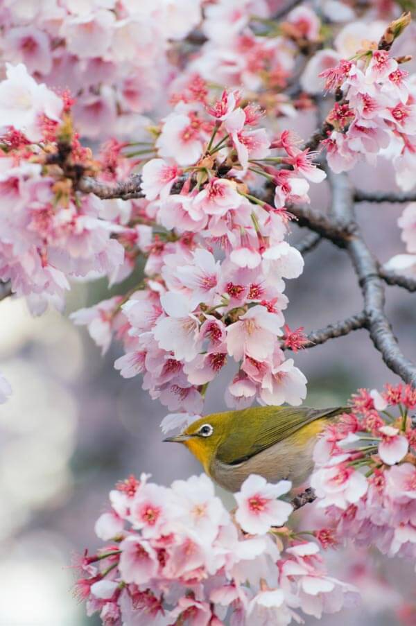 Enjoying Spring in Japan: Where to Go, What to Pack (& How to Avoid Crowds)