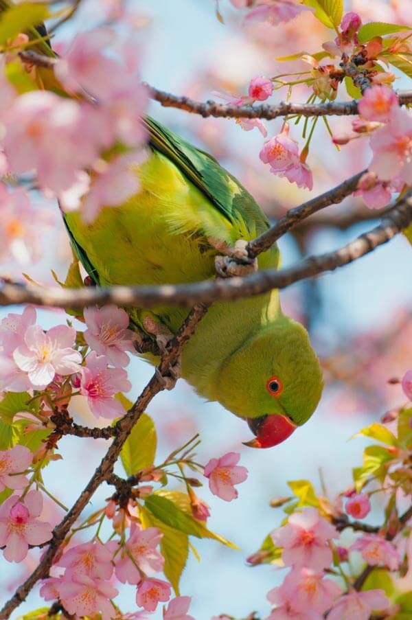 Enjoy Japan in Spring with Early-Blooming Sakura