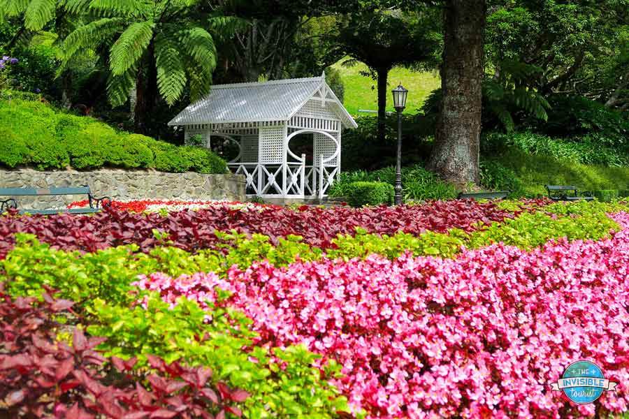 Vibrant garden beds