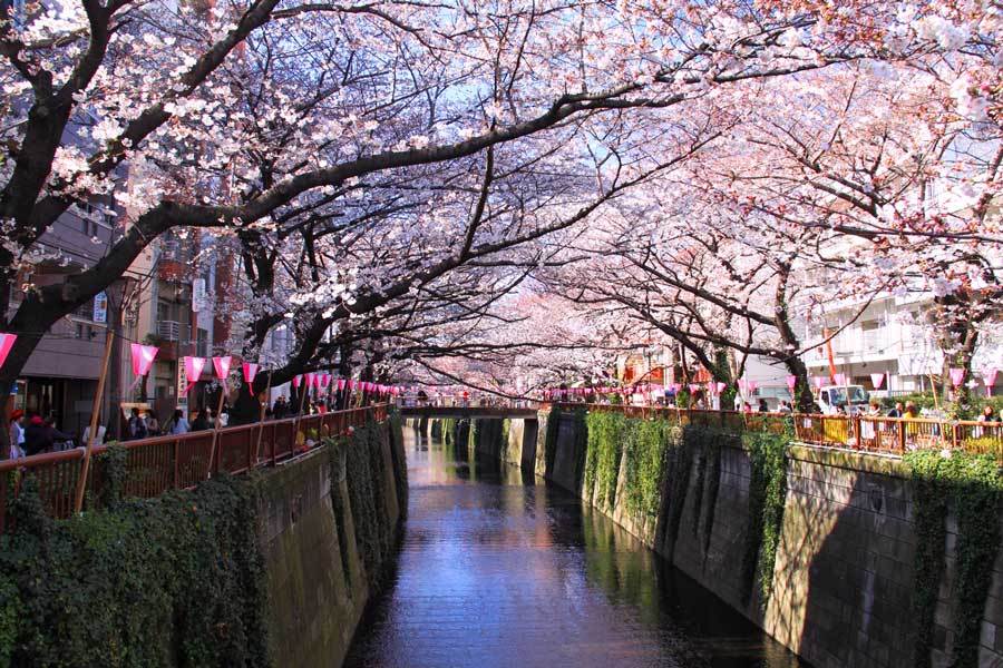 Nakameguro by Cindy, Free Two Roam