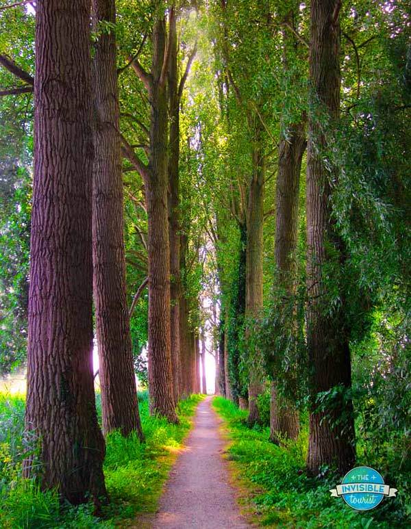 Poplar Tree Tunnel, Damme