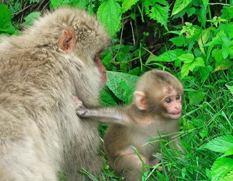 What No One Tells You About Visiting Jigokudani Snow Monkey Park in Summer | The Invisible Tourist