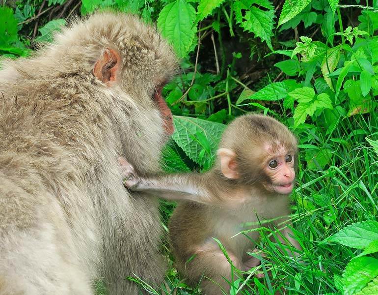 What No One Tells You About Visiting Jigokudani Snow Monkey Park in Summer | The Invisible Tourist