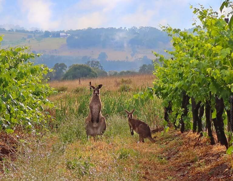 14 Enjoyable Things to Do in the Hunter Valley for Non-Drinkers | The Invisible Tourist