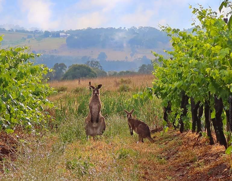 14 Enjoyable Things to Do in the Hunter Valley for Non-Drinkers | The Invisible Tourist