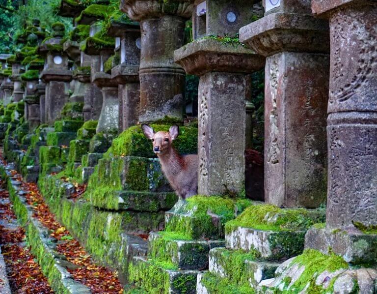 Inspiring & Best Day Trips from Osaka or Kyoto to Enrich Your Visit | The Invisible Tourist