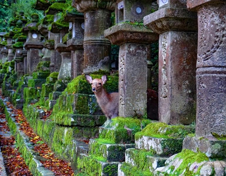 Inspiring & Best Day Trips from Osaka or Kyoto to Enrich Your Visit | The Invisible Tourist