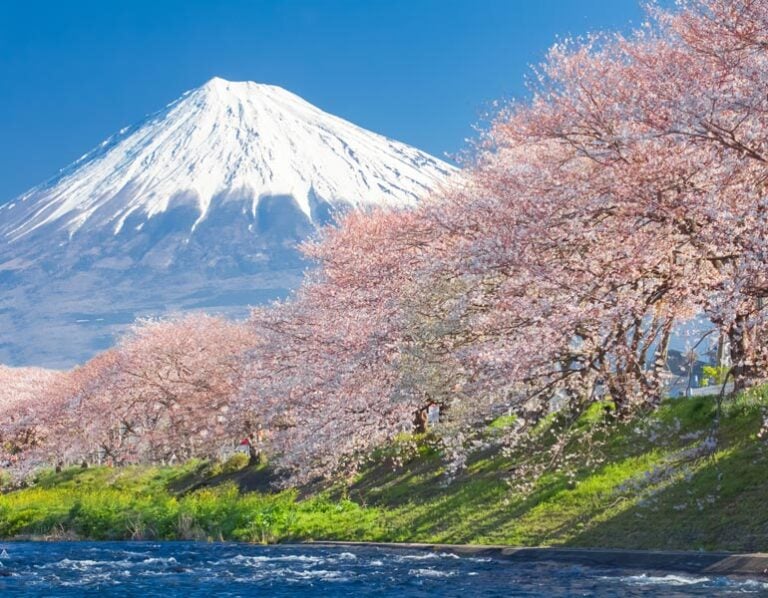Virtual Tours of Japan: Online Hanami Experience to Prepare for Your Trip | The Invisible Tourist