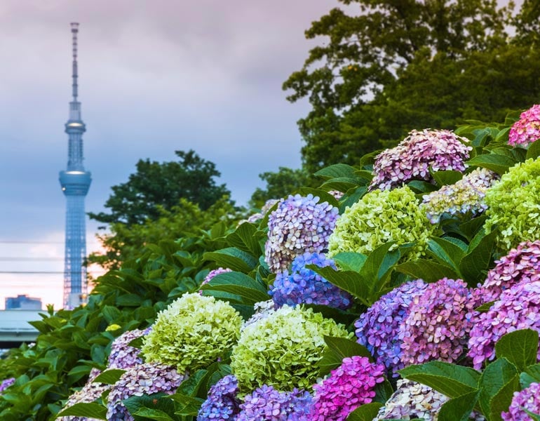 19 Things No One Tells You About Visiting Japan in Summer | The Invisible Tourist