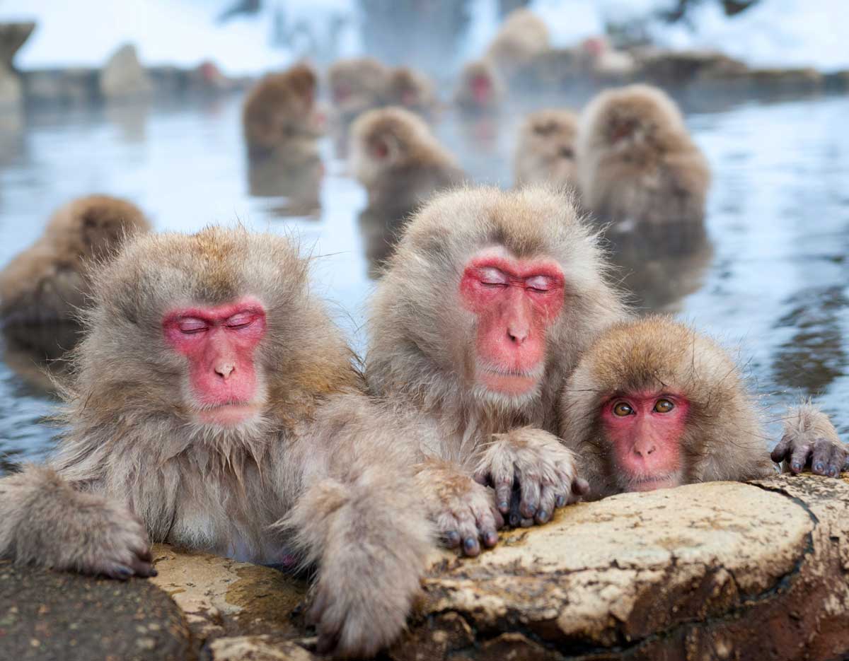 2 Days in Nagano Itinerary: Enjoy Snow Monkeys & Ancient Zen | The Invisible Tourist