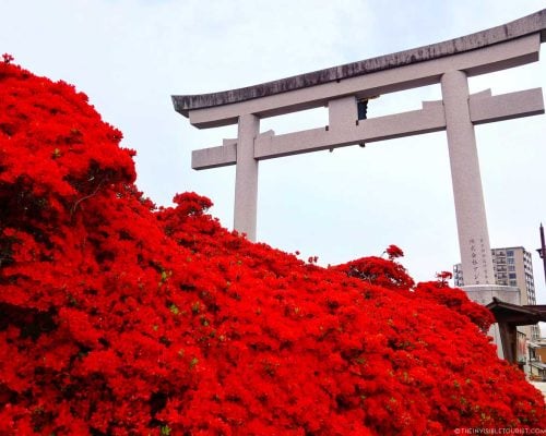 Spring Flowers in Japan That Aren't Sakura | The Invisible Tourist