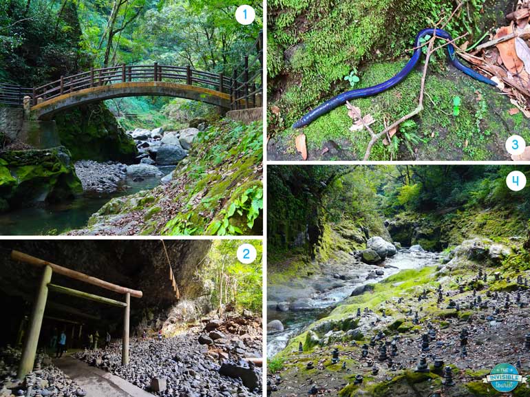 Lush mossy forest surrounding Amanoyasukawara in Takachiho