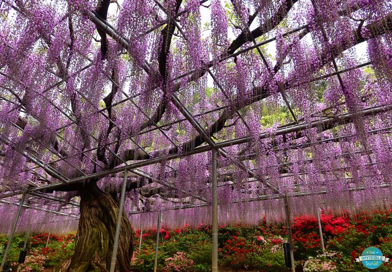Seeing the great wisteria at Ashikaga Flower Park is one of the best day trips from Tokyo in spring