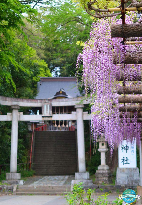 Haijima no Fuji (800 Year Old Wisteria), Japan