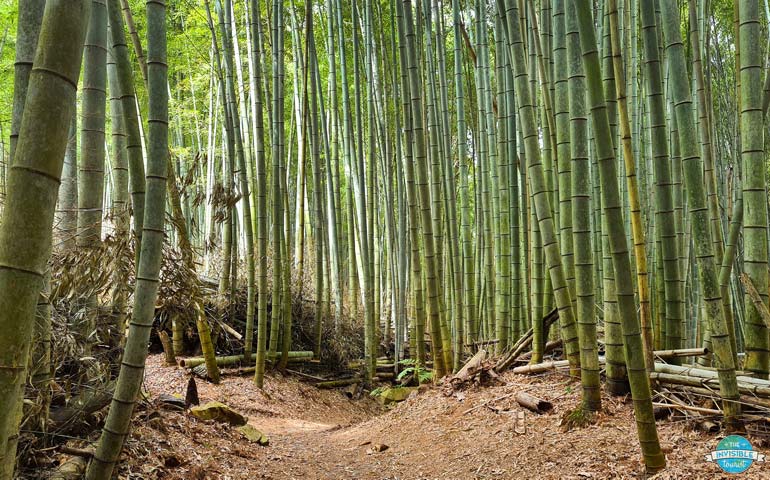 Hidden Bamboo Grove near Fushimi Inari Shrine, Kyoto