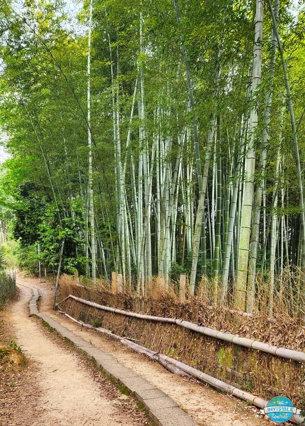 Hidden Bamboo Grove near Fushimi Inari Shrine