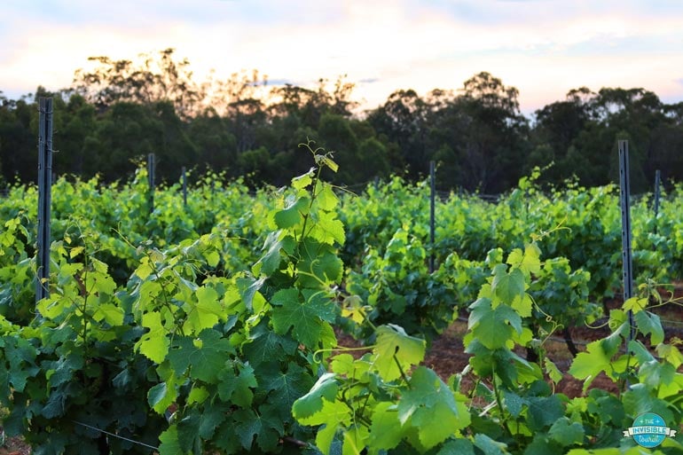 Where to find cheap wine tasting in the Hunter Valley
