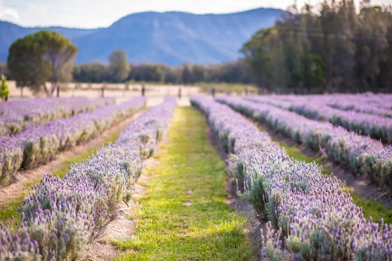 Hunters Dream Wine Tasting Lavender Field Hunter Valley 