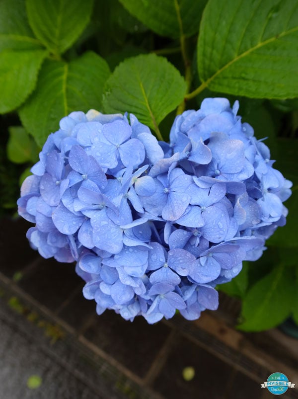 Ajisai heart during summer in Kawagoe