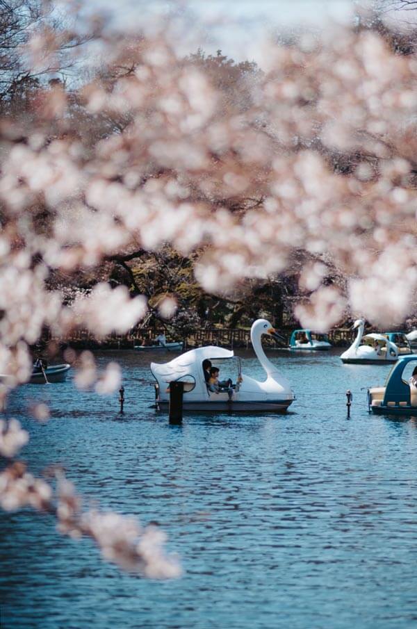 Enjoy Spring in Japan at Inokashira Park, Tokyo