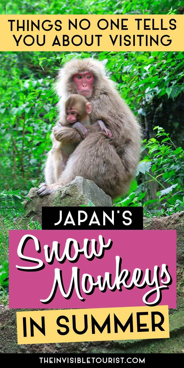 What No One Tells You About Visiting Jigokudani Snow Monkey Park in Summer | The Invisible Tourist