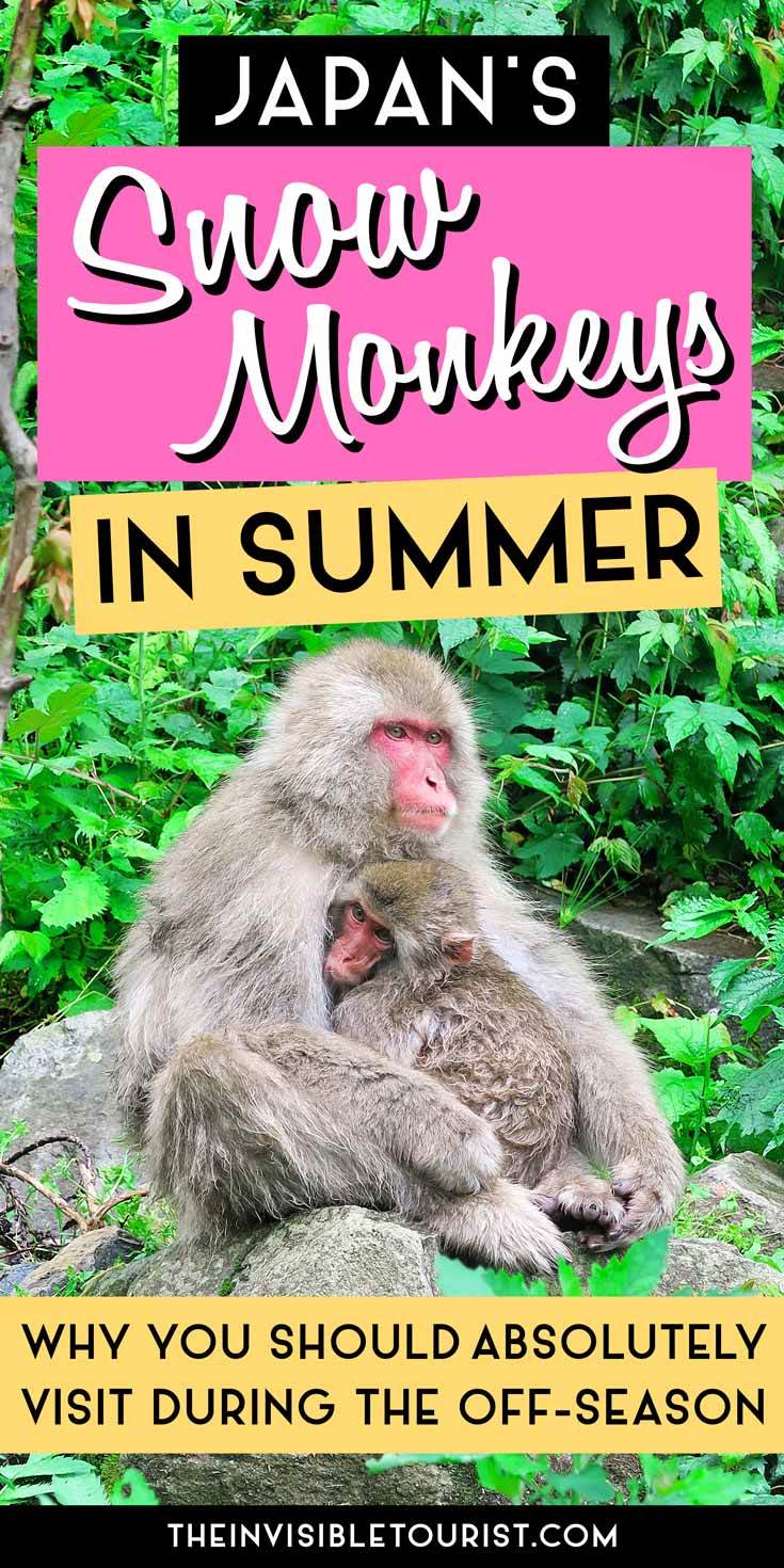 What No One Tells You About Visiting Jigokudani Snow Monkey Park in Summer | The Invisible Tourist