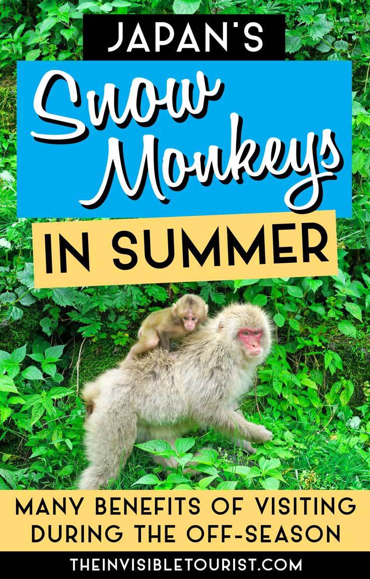 What No One Tells You About Visiting Jigokudani Snow Monkey Park in Summer | The Invisible Tourist
