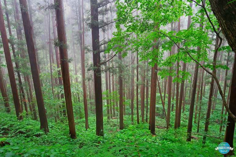 Path to Jidokudani monkey park in summer