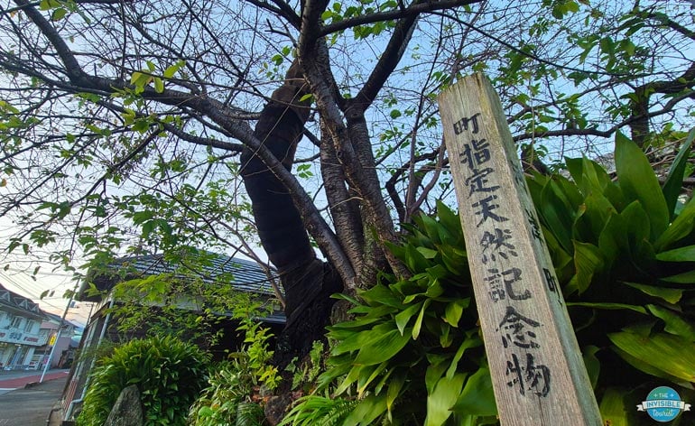 Kawazu Sakura Original Tree, Izu Peninsula