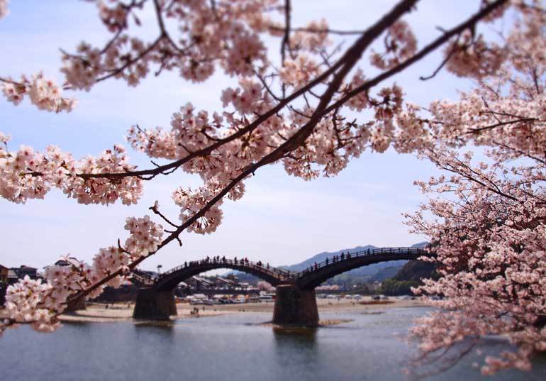 Best time to visit Japan for cherry blossoms: Kintai Bridge in late March