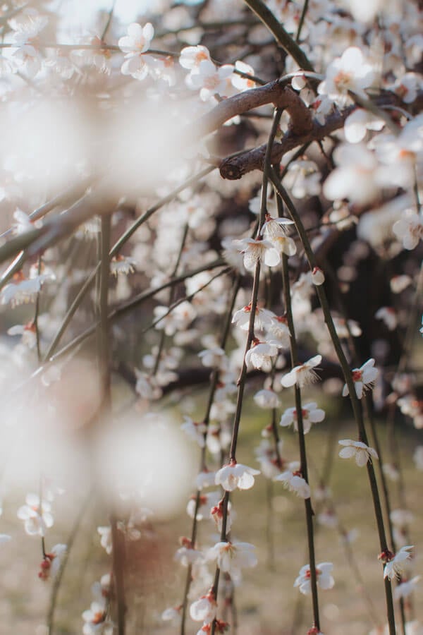 Enjoy early spring in Japan at Hanegi Park
