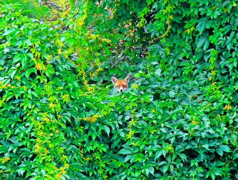 One of many foxes around London