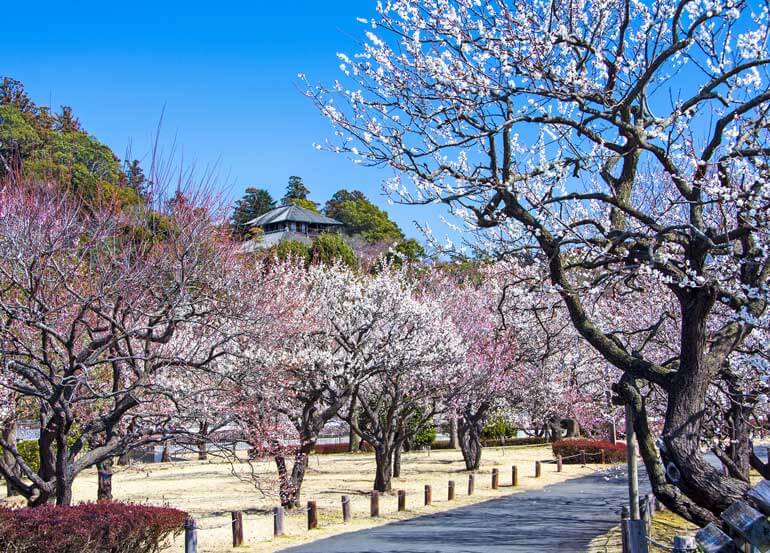 Kairaku-en, Mito day trips from Tokyo