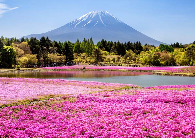 Mount Fuji Shibazakura Festival, Japan