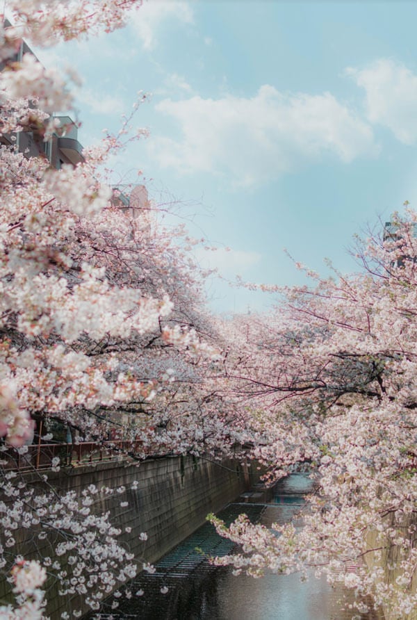 Nakameguro, Tokyo During Spring in Japan