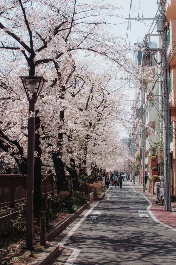 Japan in Spring: Nakameguro Street, Tokyo