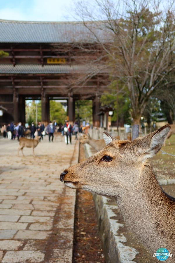 Visit Nara during your two weeks Japan itinerary