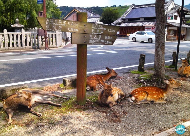 Nara deer gathering