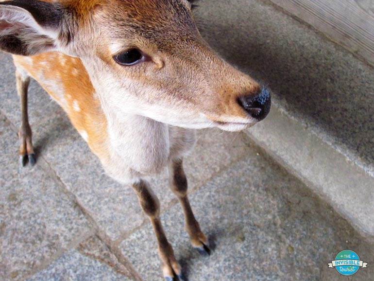 Responsible tourists don't harass animals for selfies