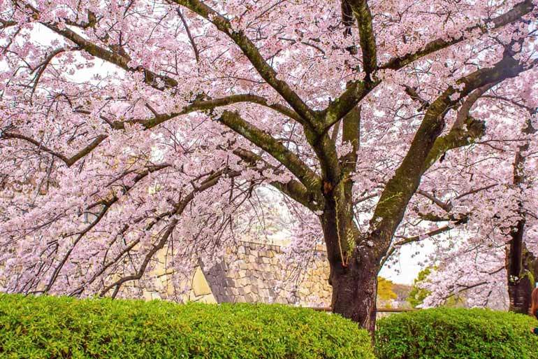 Best time to visit Japan for cherry blossoms: Osaka Castle in early April