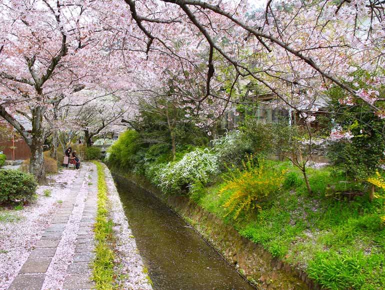 Hanami along the Philosopher's Path in Kyoto
