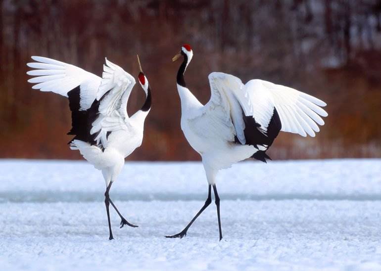 Red-crowned cranes, Hokkaido in Japan off the beaten path