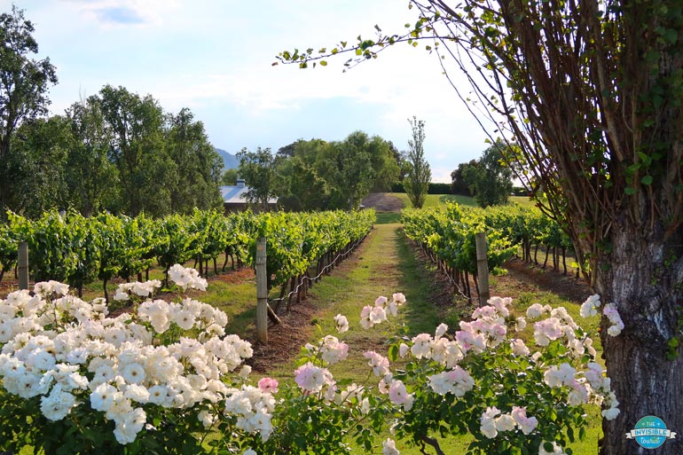 Roses and Vineyard in the Hunter Valley | The Invisible Tourist