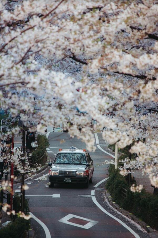 Japan during Spring: Sakura-dori, Shibuya