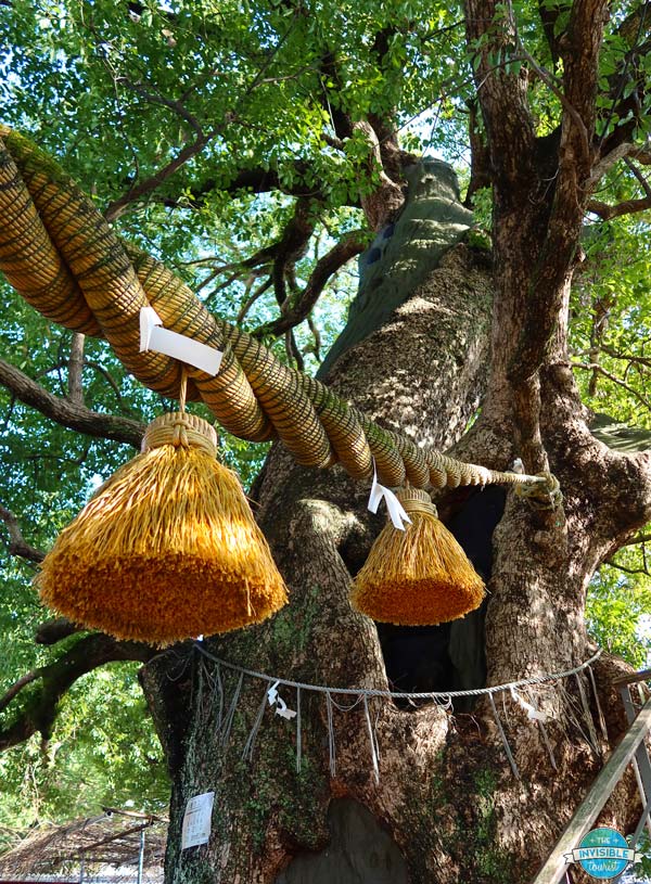 The Giant Camphor Trees of Sanno Shrine are a must for any Nagasaki itinerary