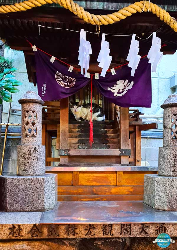 Resident cat at Shinsekai Inari Shrine, Osaka